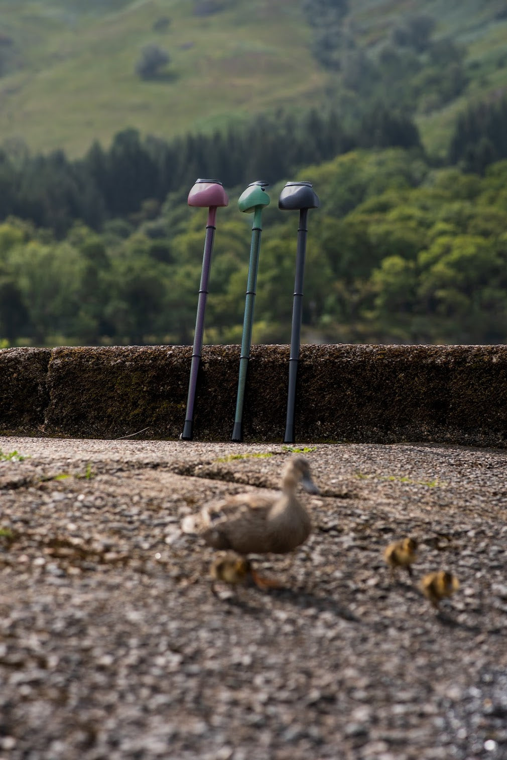 Range of stylish walking sticks with supportive handles combining comfort and contemporary design.